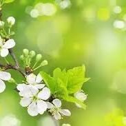 TCM ACUPUNCTURE OTTAWA